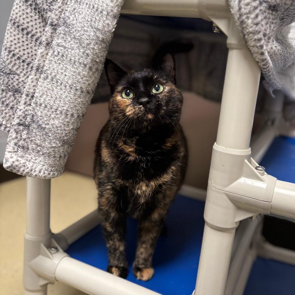 Toffee--In Foster***ADOPTION PENDING*** — thumbnail 5