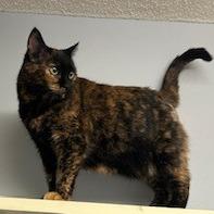 Toffee--In Foster***ADOPTION PENDING*** — thumbnail 6