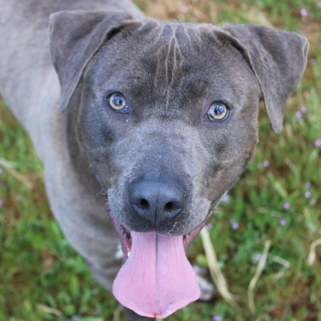 Enlarge Captain, a ADOPTABLE mixed breed in Weaverville, CA image 6/6
