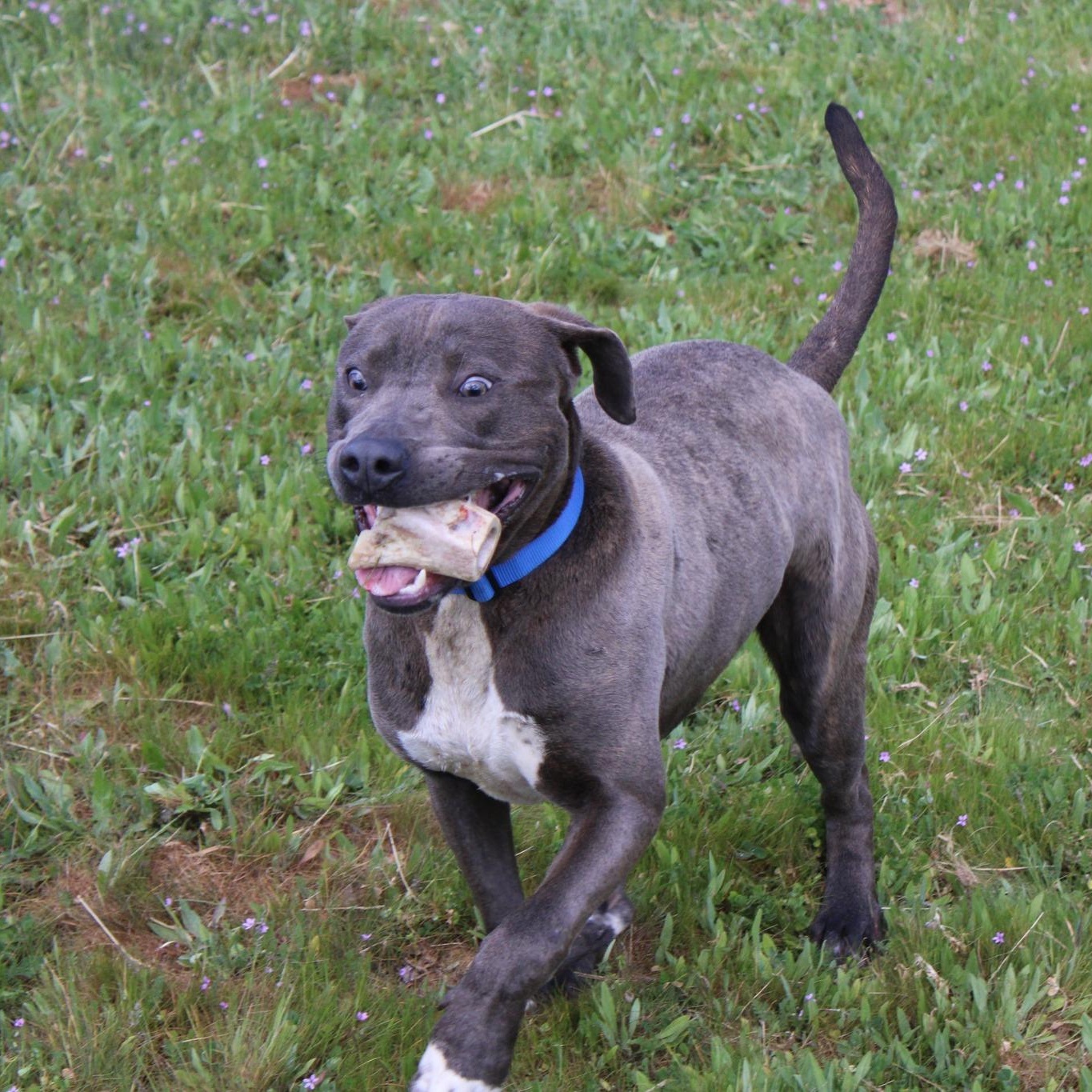 Enlarge Captain, a ADOPTABLE mixed breed in Weaverville, CA image 5/6