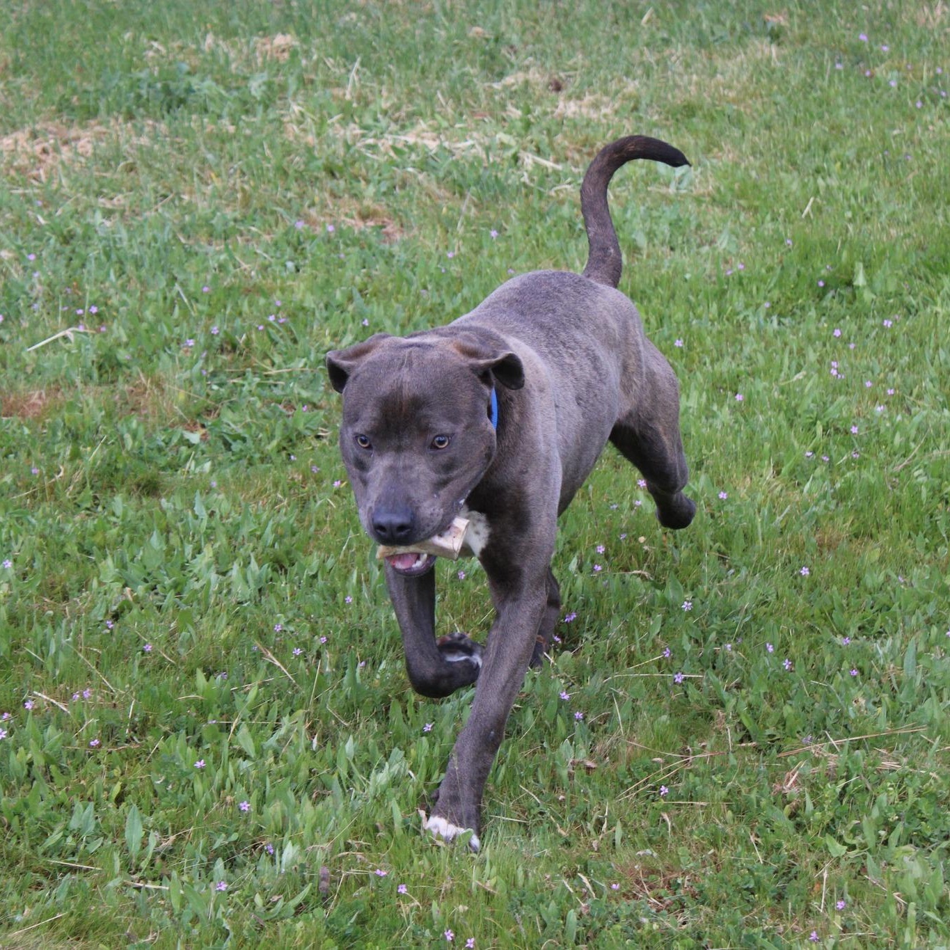 Enlarge Captain, a ADOPTABLE mixed breed in Weaverville, CA image 4/6