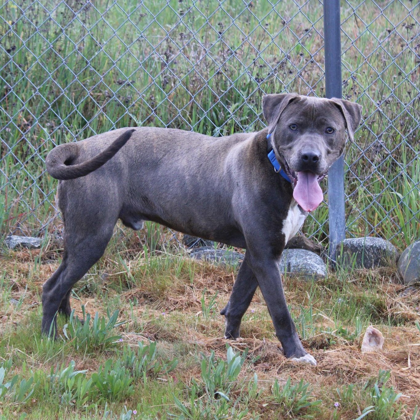 Enlarge Captain, a ADOPTABLE mixed breed in Weaverville, CA image 3/6