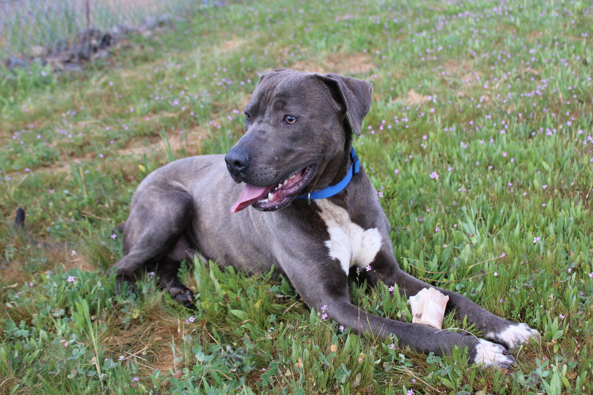 Enlarge Captain, a ADOPTABLE mixed breed in Weaverville, CA image 2/6