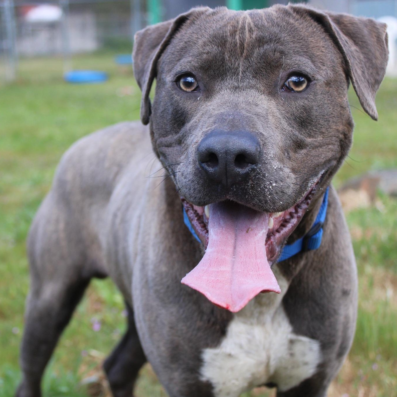 Enlarge Captain, a ADOPTABLE mixed breed in Weaverville, CA image 1/6