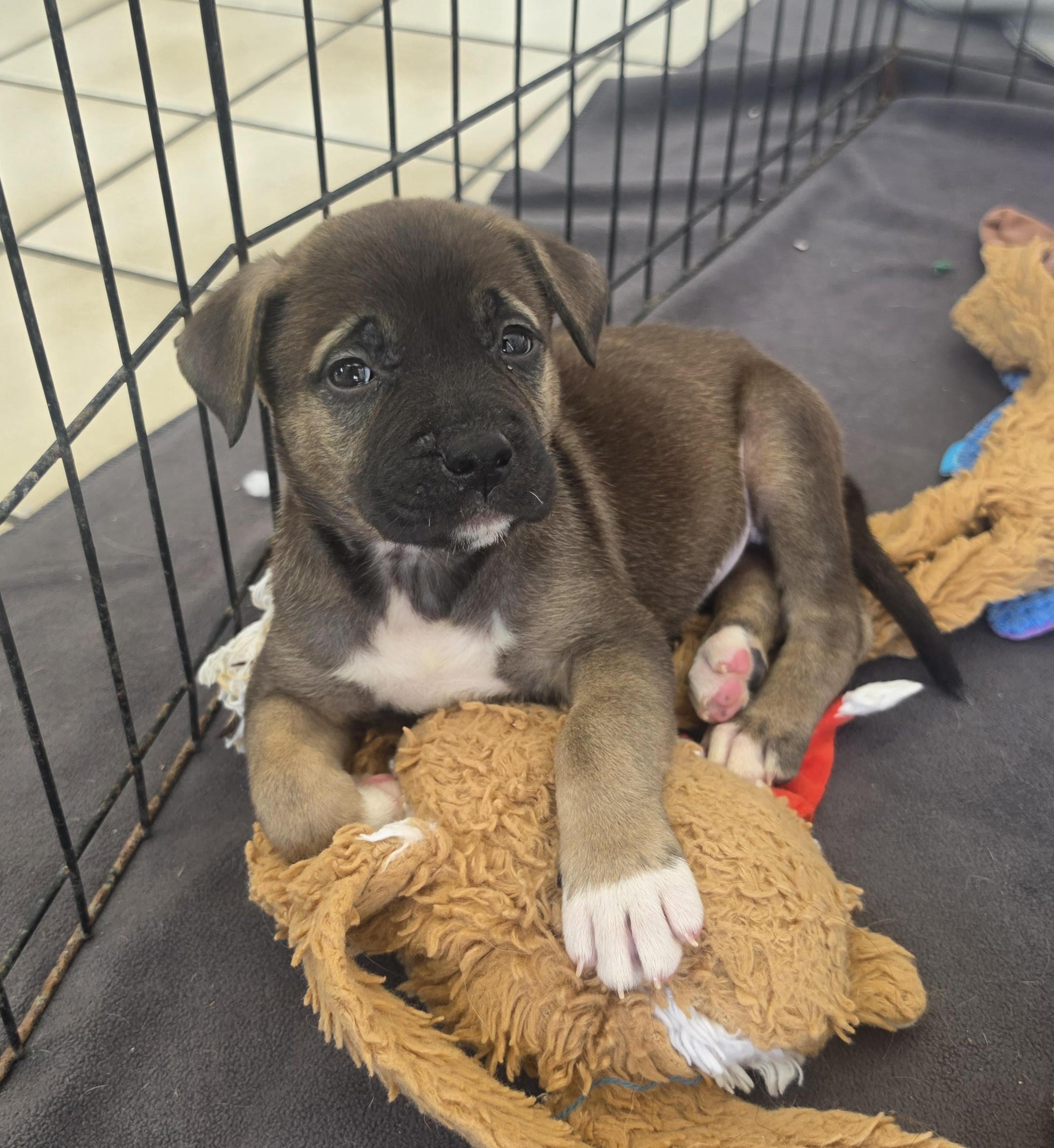 Enlarge Cappucino, a Adoptable mixed breed in Ponchatoula, LA image 1/2