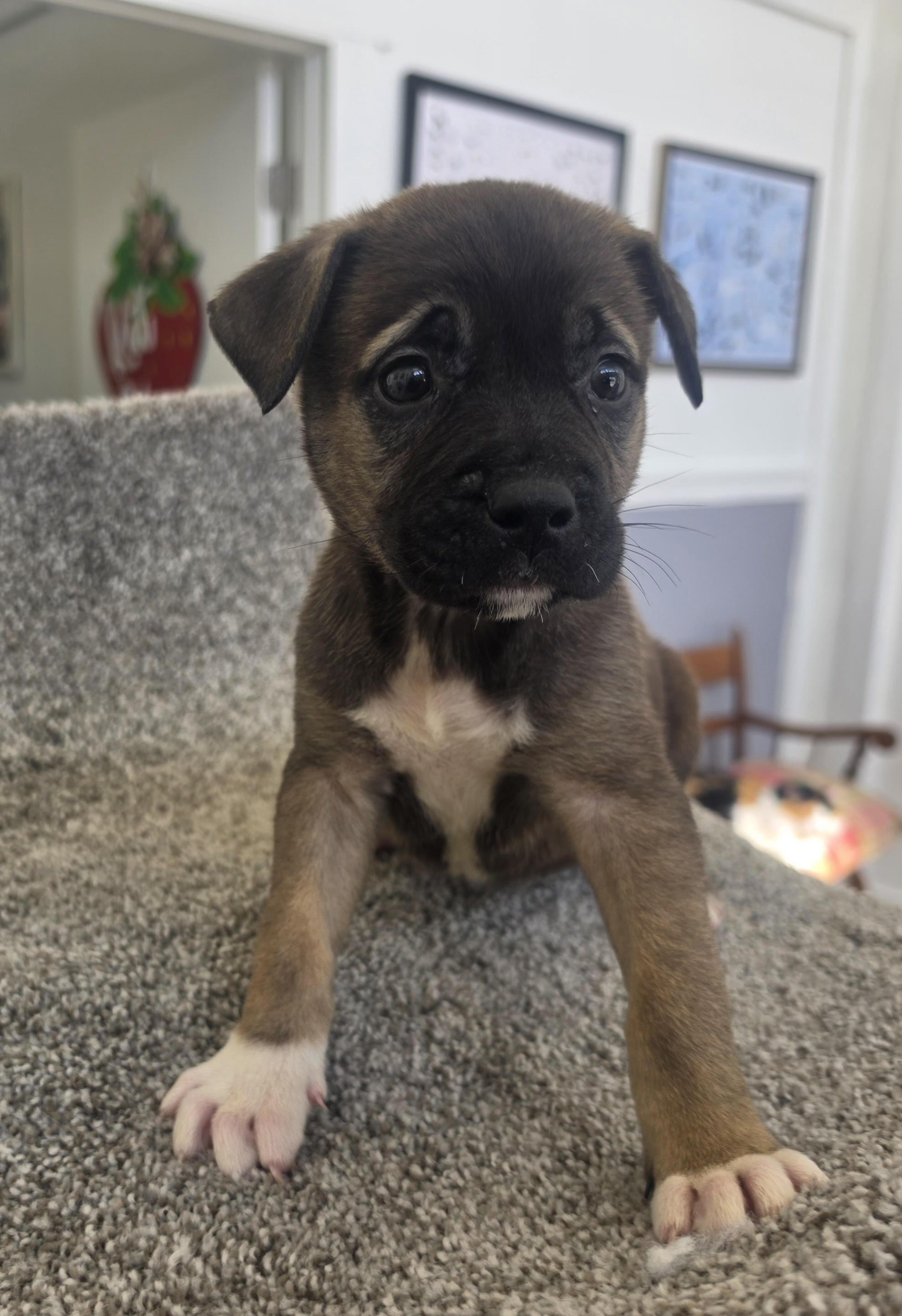 Enlarge Cappucino, a Adoptable mixed breed in Ponchatoula, LA image 2/2