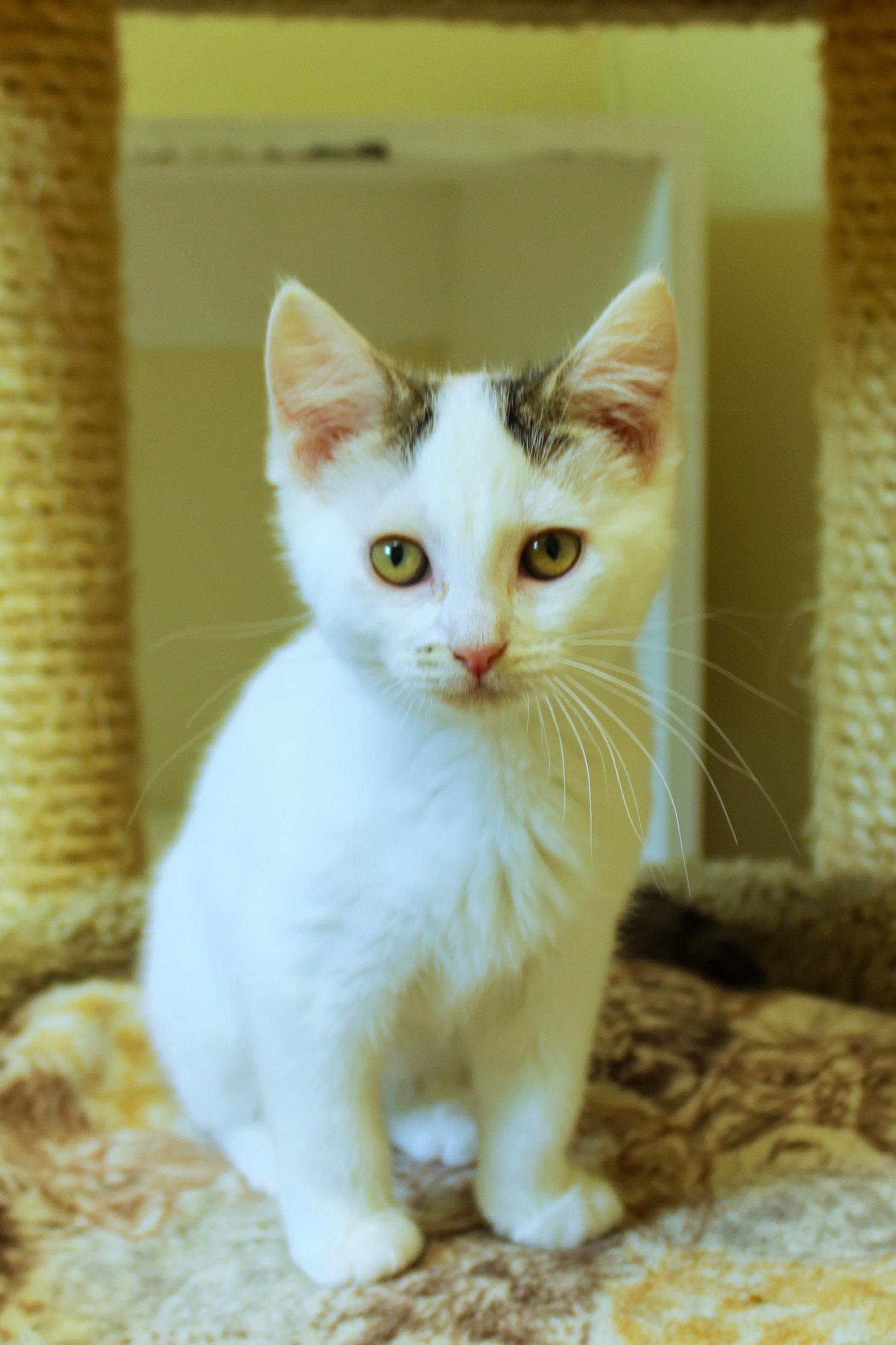 Enlarge Ember, a Adoptable Domestic Short Hair in Urbana, OH image 3/6