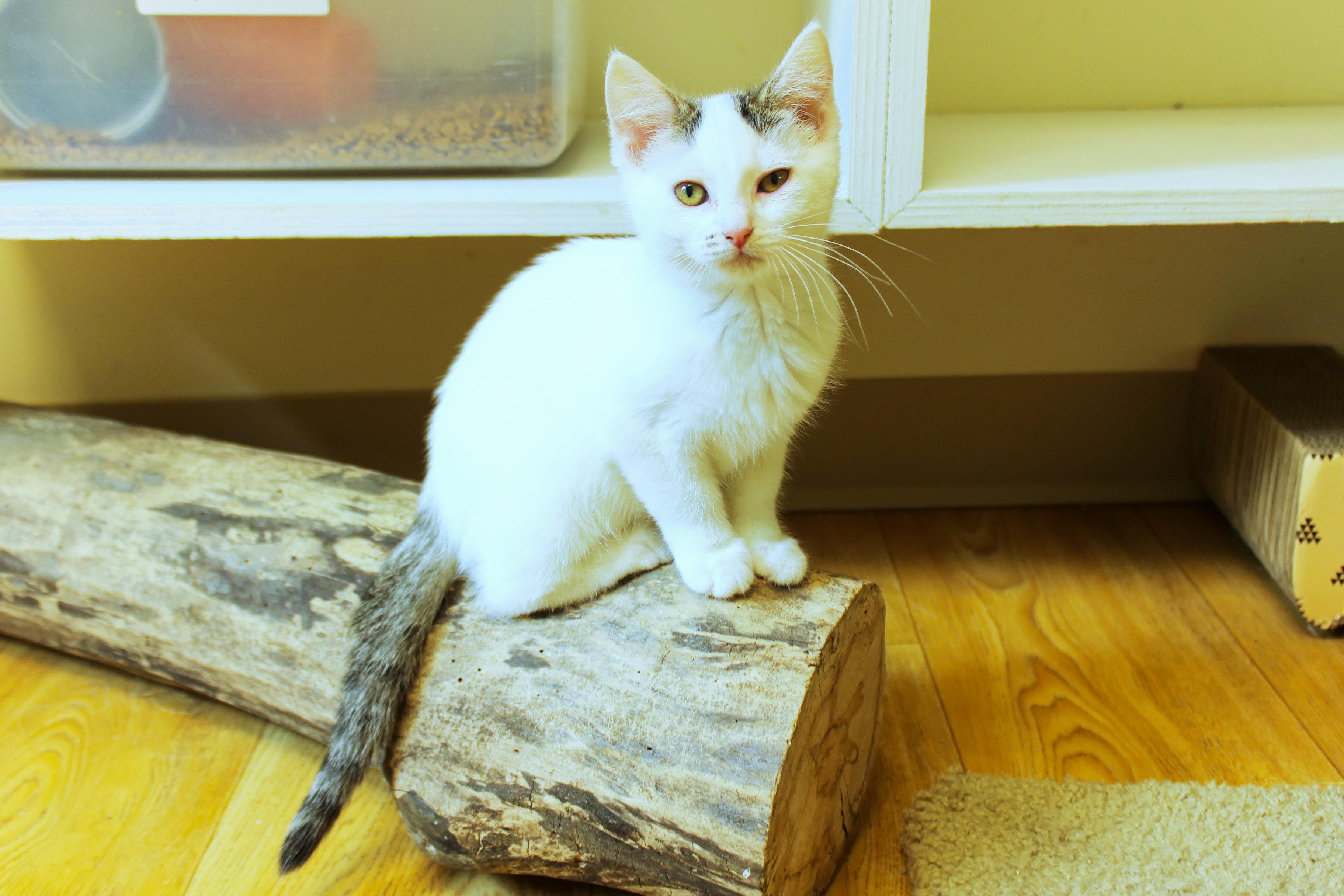 Enlarge Ember, a Adoptable Domestic Short Hair in Urbana, OH image 2/6