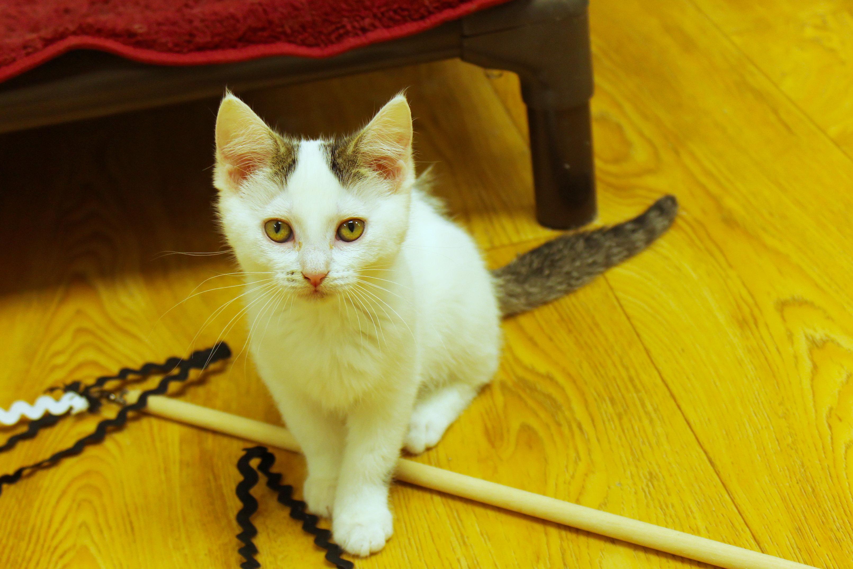 Enlarge Ember, a Adoptable Domestic Short Hair in Urbana, OH image 4/6
