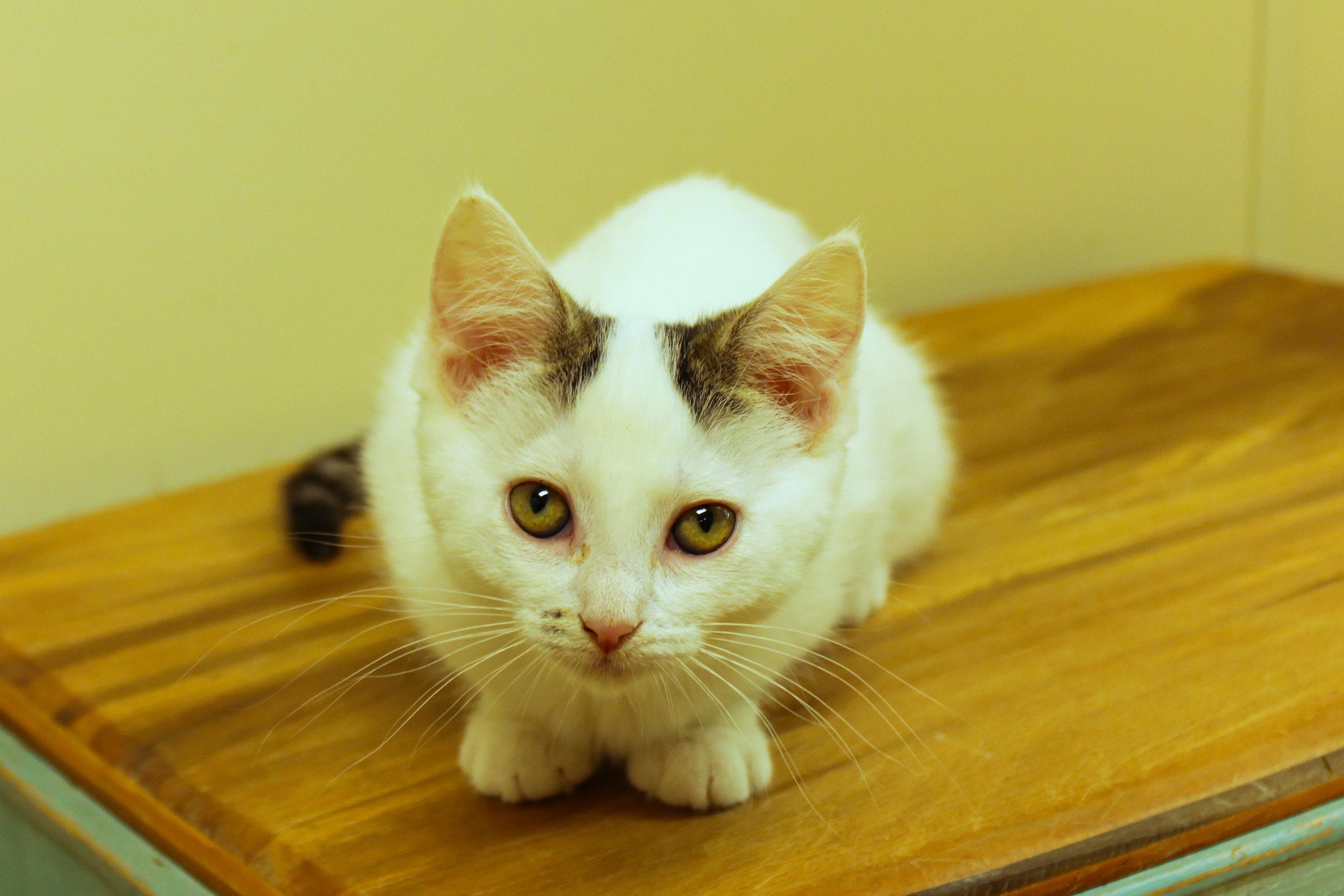 Enlarge Ember, a Adoptable Domestic Short Hair in Urbana, OH image 6/6