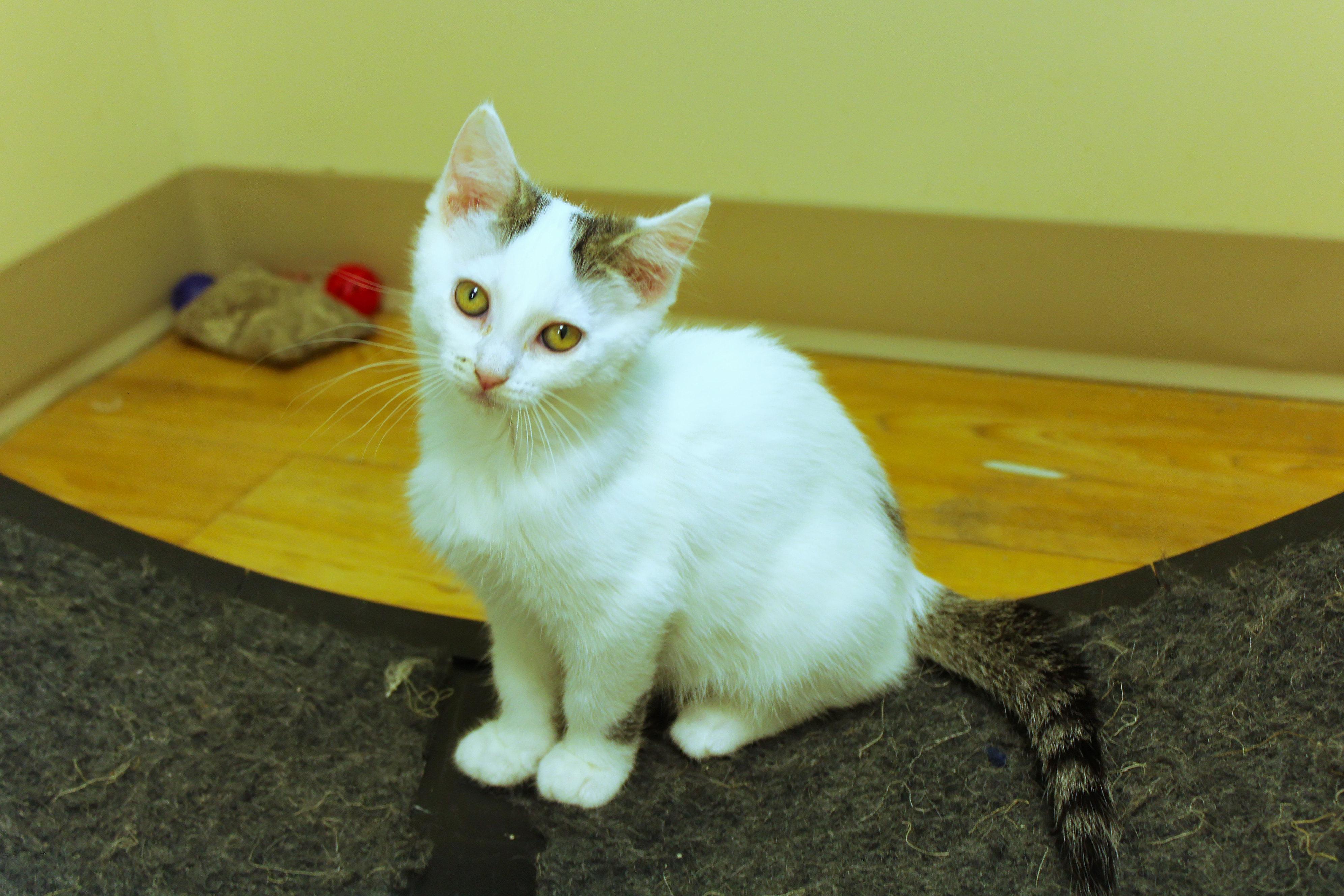 Enlarge Ember, a Adoptable Domestic Short Hair in Urbana, OH image 1/6