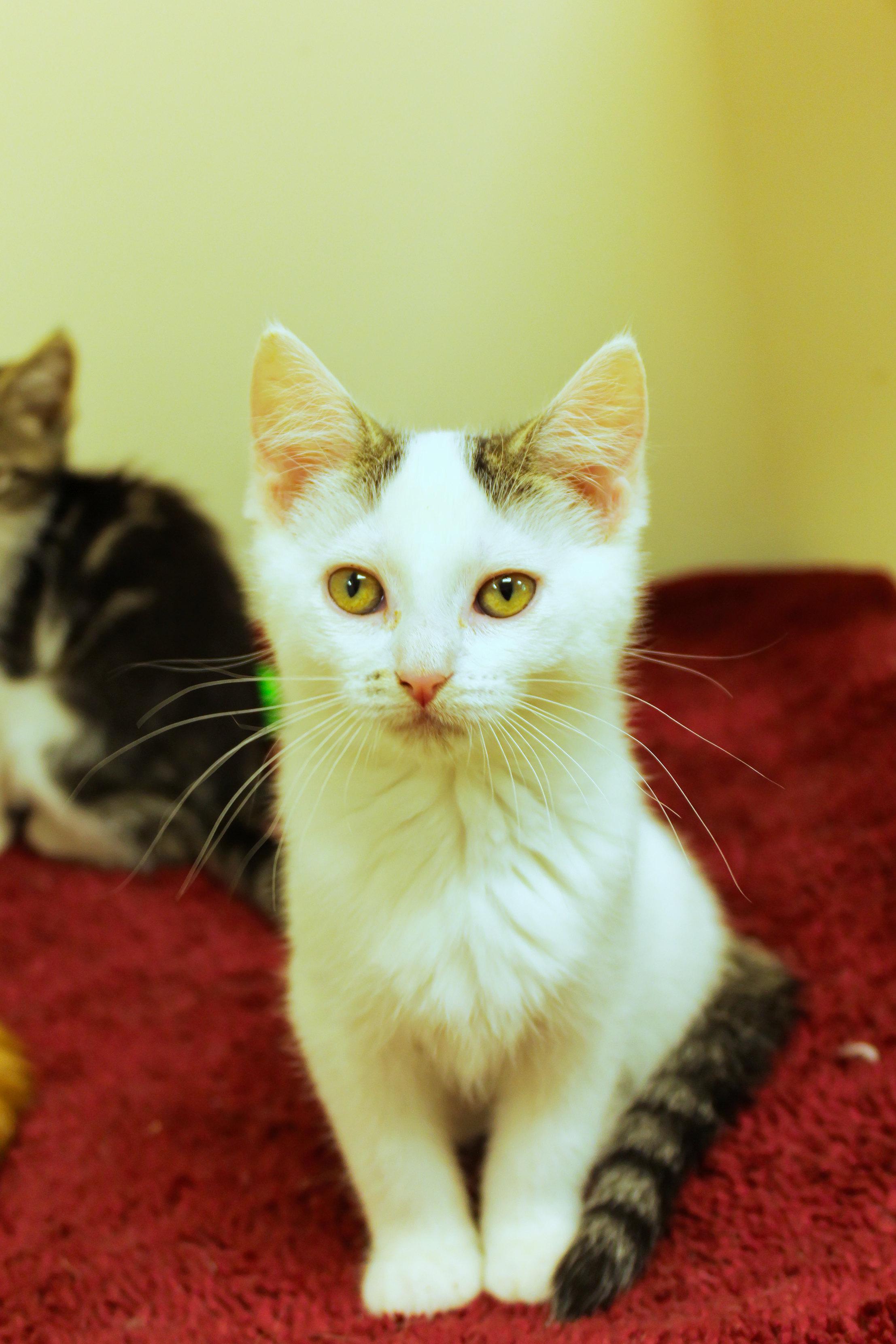 Enlarge Ember, a Adoptable Domestic Short Hair in Urbana, OH image 5/6