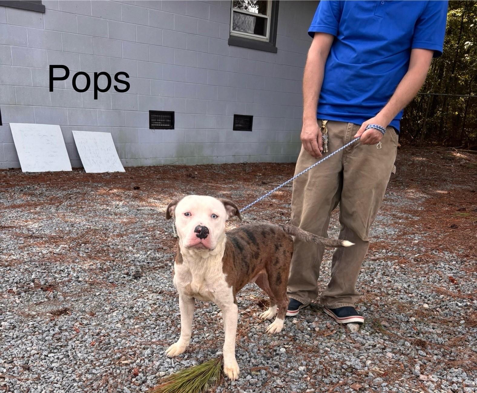 POPS is a Gentle Sweet Bully Mix Boy Pls Can you just FOSTER?