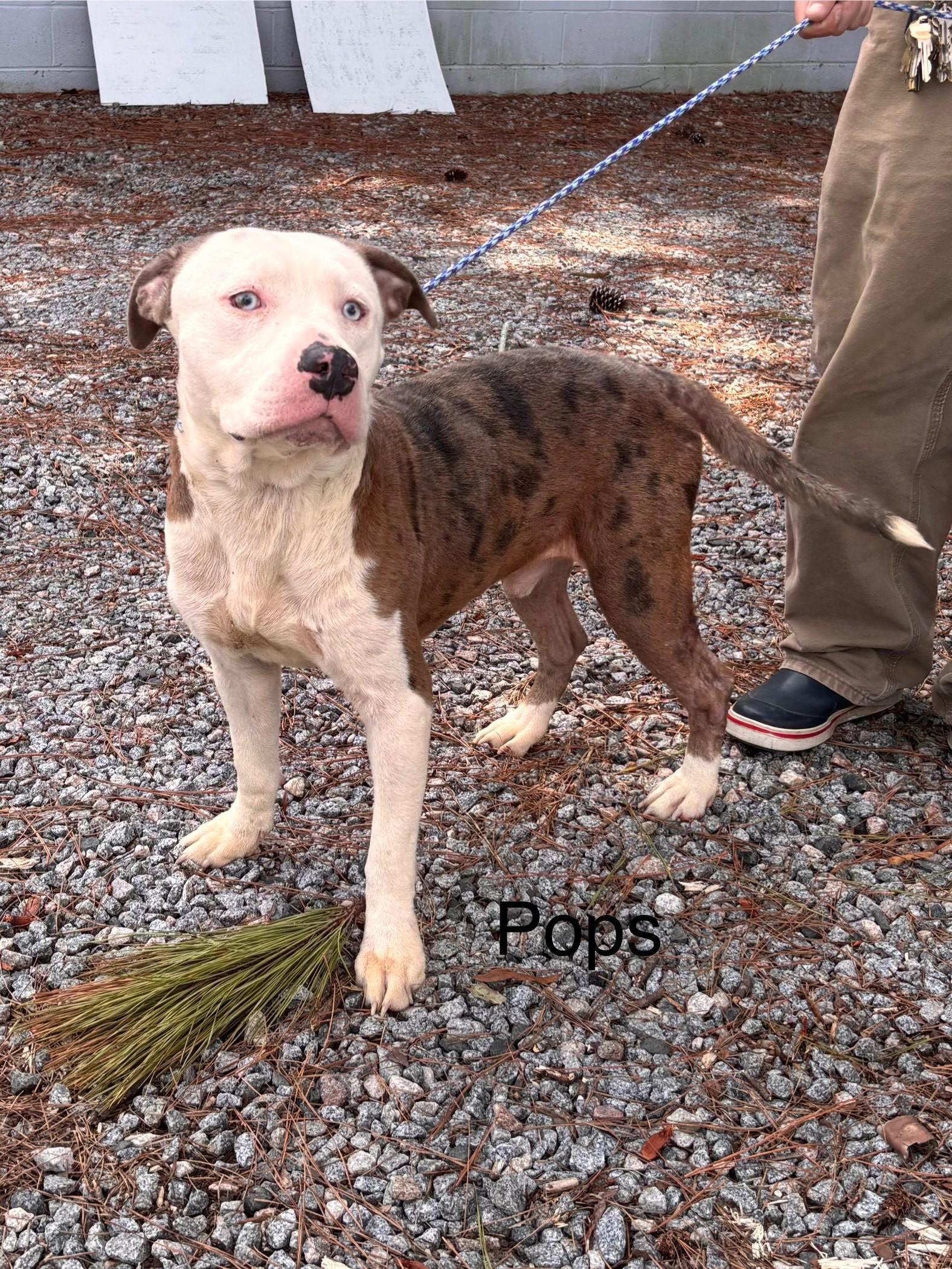 POPS is a Gentle Sweet Bully Mix Boy Pls Can you just FOSTER?