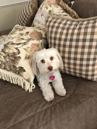 Bella in CA - Adopted October 2025 / Happy Beginni, Adopted, Adult Female Havanese.