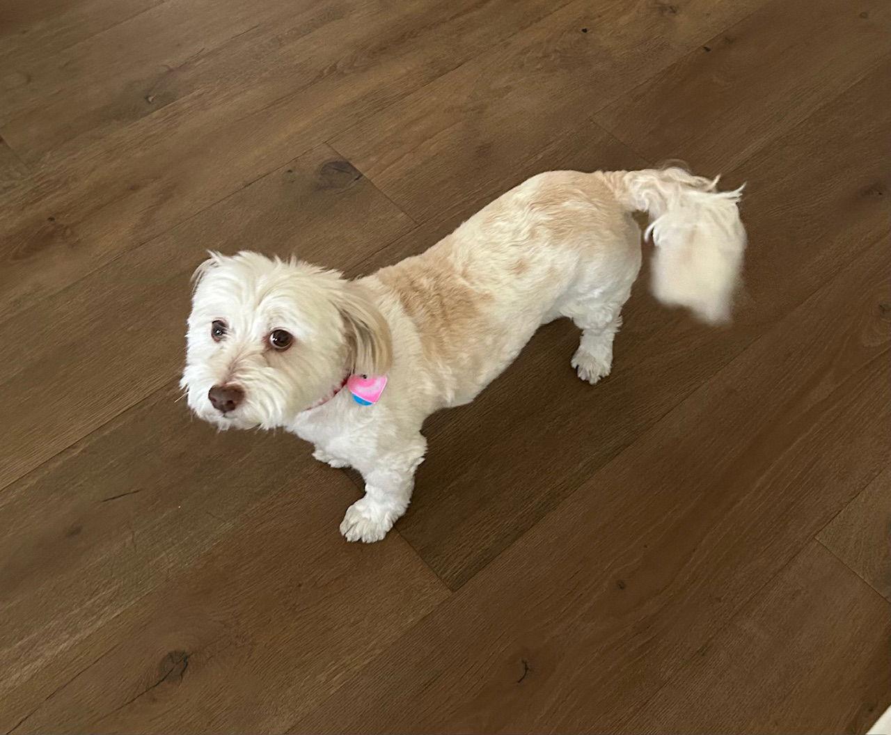 Bella in CA - Adopted October 2025 / Happy Beginni, a Adopted Havanese in Cumming, GA image 2/3