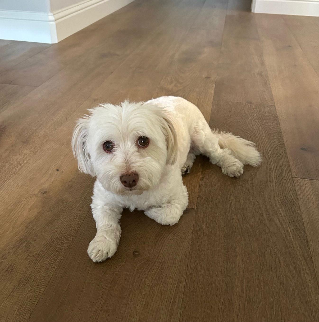 Bella in CA - Adopted October 2025 / Happy Beginni, a Adopted Havanese in Cumming, GA image 3/3