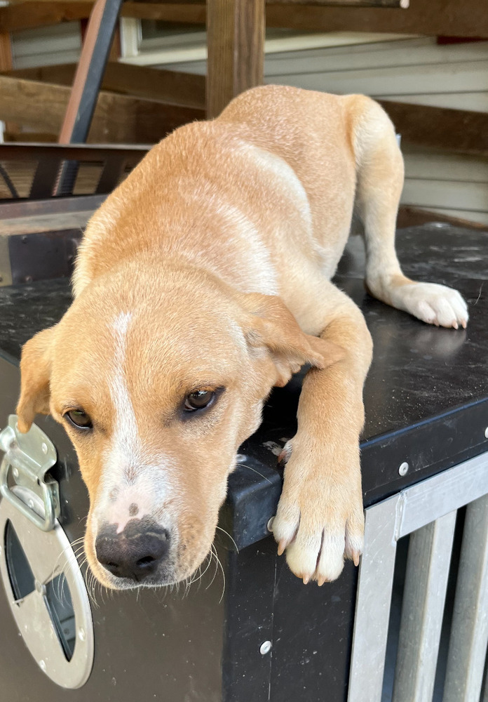 Freckles, a Adoptable mixed breed in Sharon, VT image 2/5