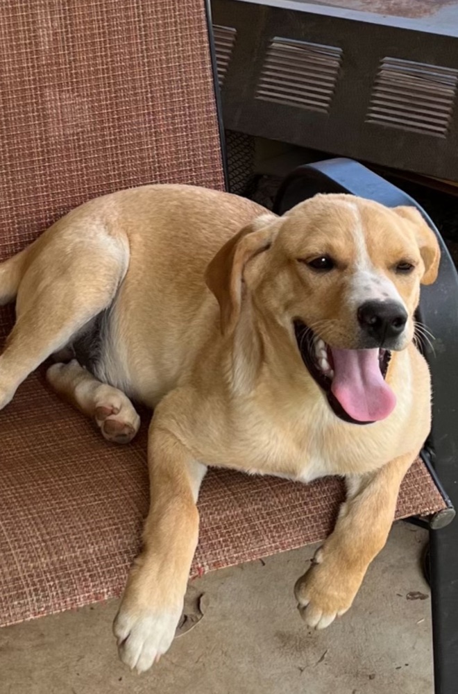 Freckles, a Adoptable mixed breed in Sharon, VT image 4/5