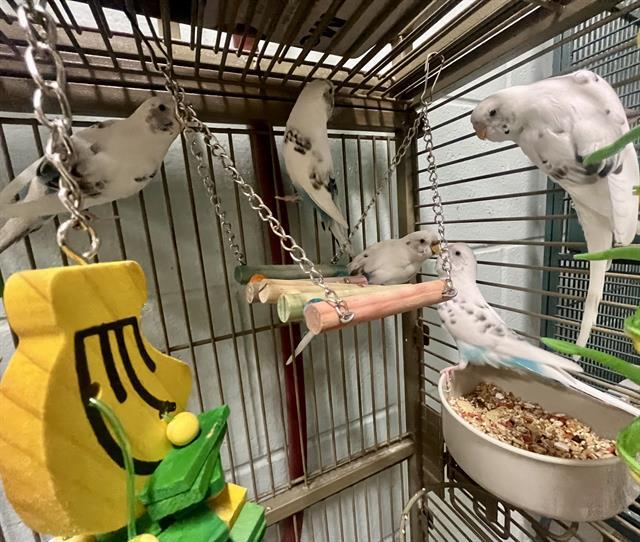 JOY, Adoptable, Adult Female Parakeet (Other).