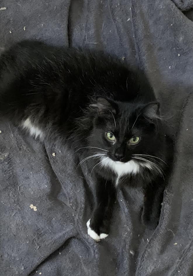 Enlarge LEXI (Bianca foster), a Adoptable mixed breed in Woodland Hills, CA image 1/1