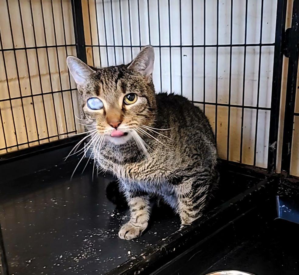 Cy, Adoptable, Senior Male Tabby.