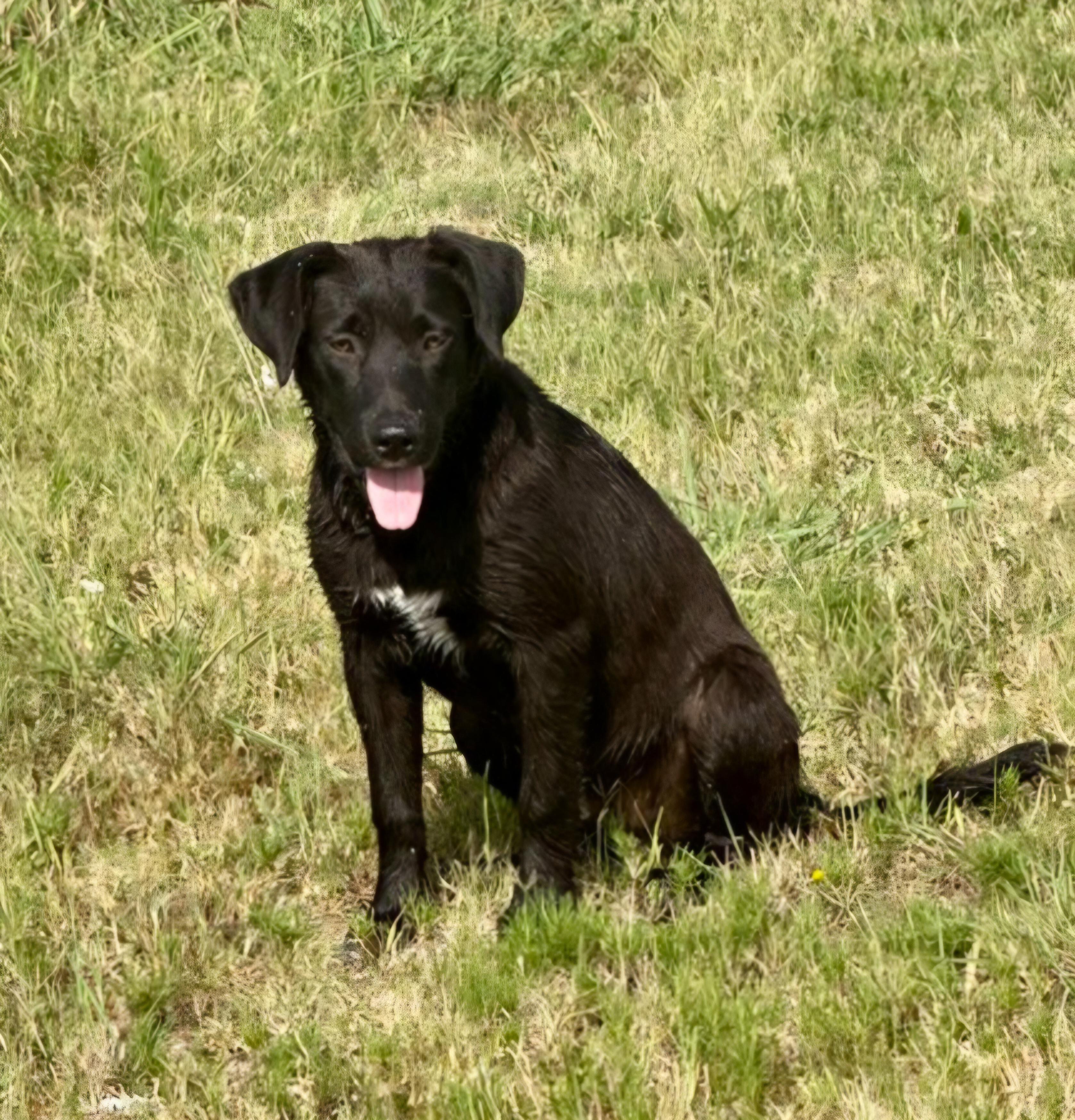 Enlarge Wiser, a Adoptable mixed breed in Okemah, OK image 1/3