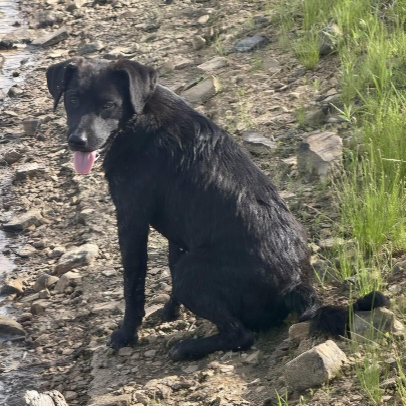 Enlarge Wiser, a Adoptable mixed breed in Okemah, OK image 2/3