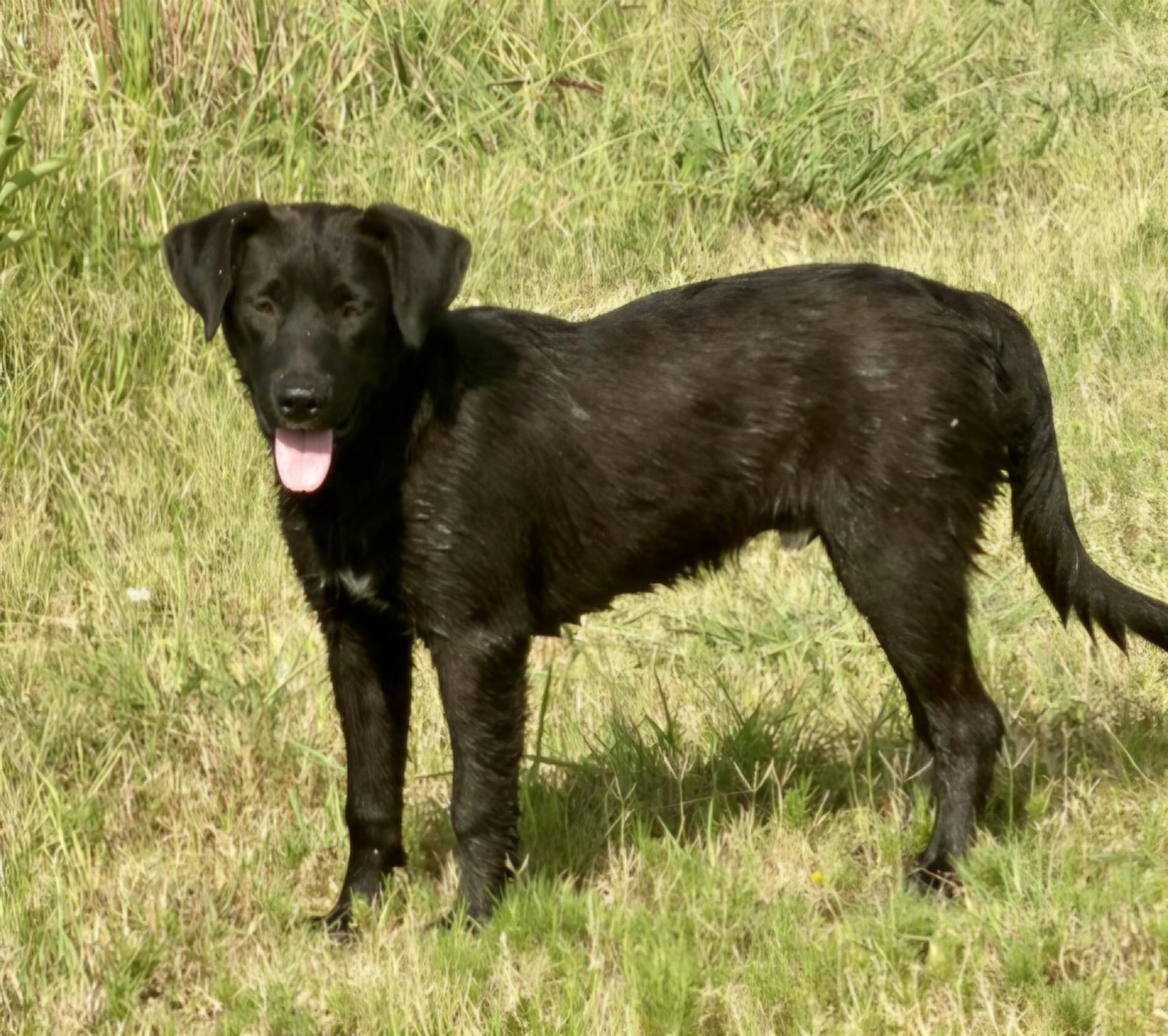 Enlarge Wiser, a Adoptable mixed breed in Okemah, OK image 3/3