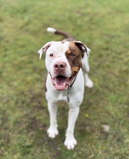 Koda, Adoptable, Adult Male Boxer & Pit Bull Terrier.