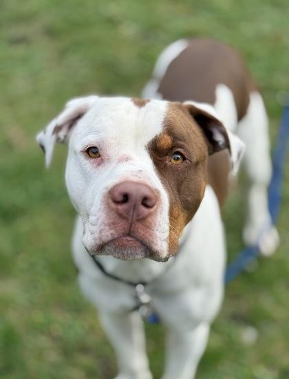 Enlarge Koda, a Adoptable mixed breed in Burlington, WA image 2/3