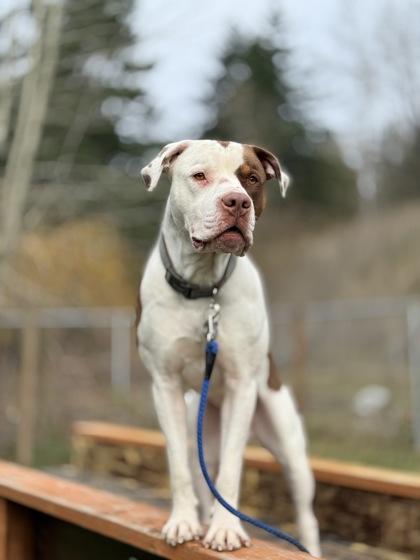 Enlarge Koda, a Adoptable mixed breed in Burlington, WA image 3/3