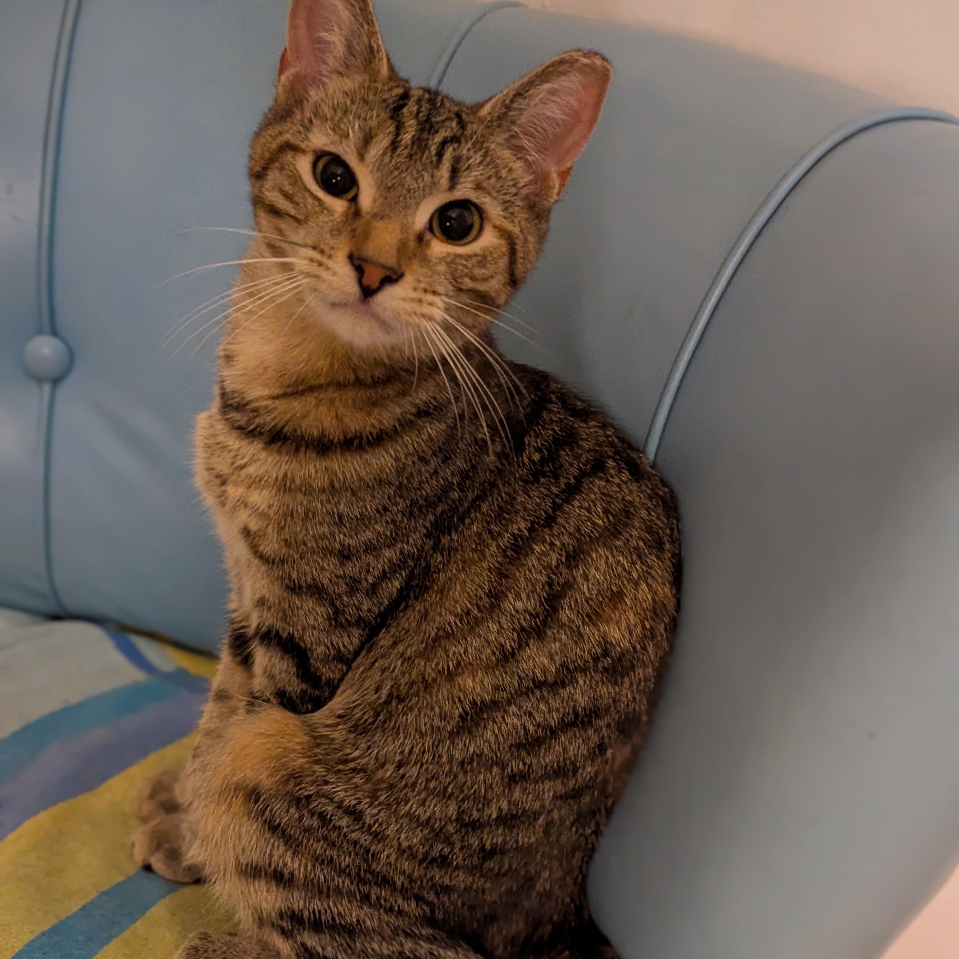 Daffodil  - will keep you in stitches