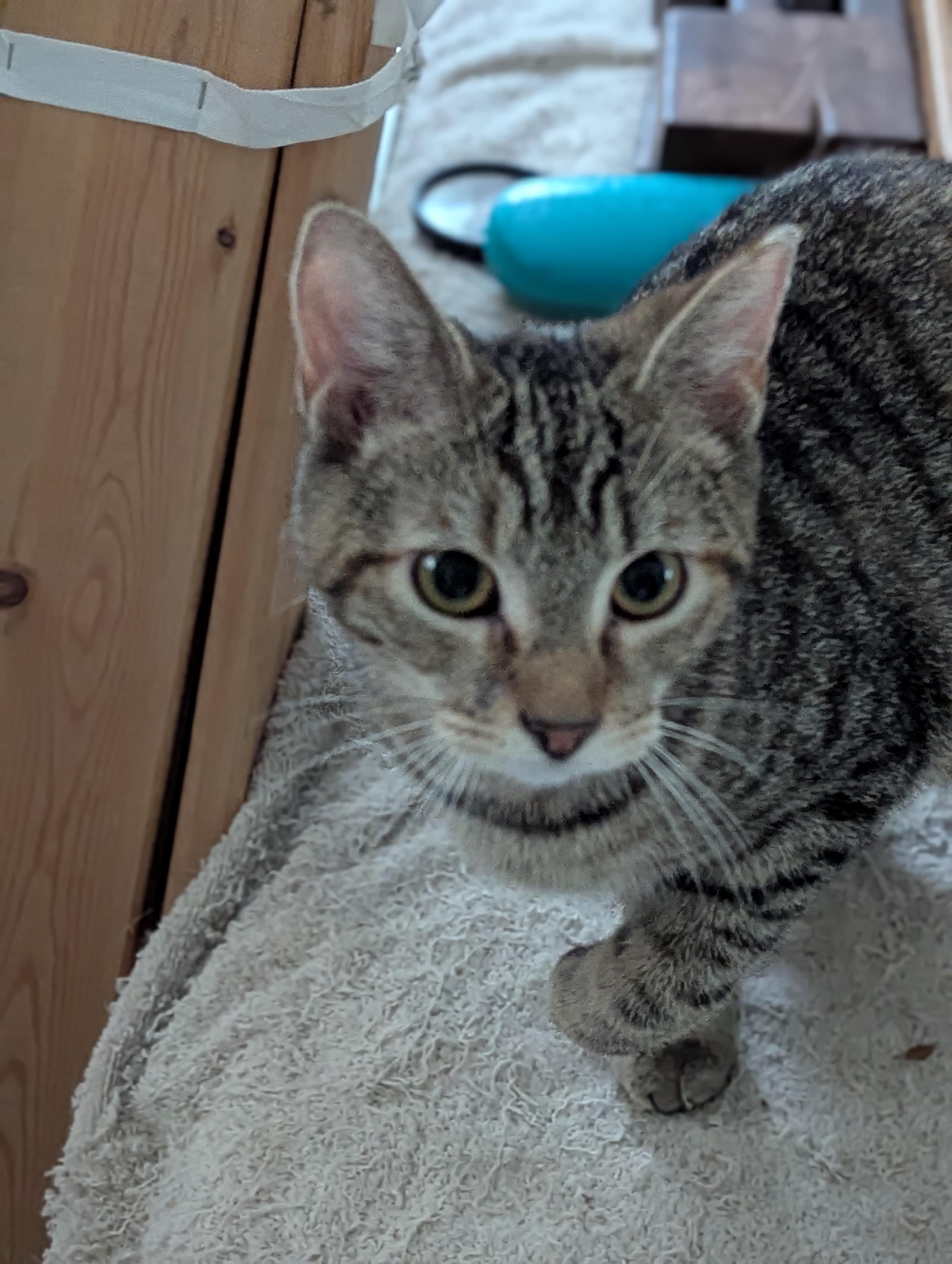 Daffodil  - will keep you in stitches