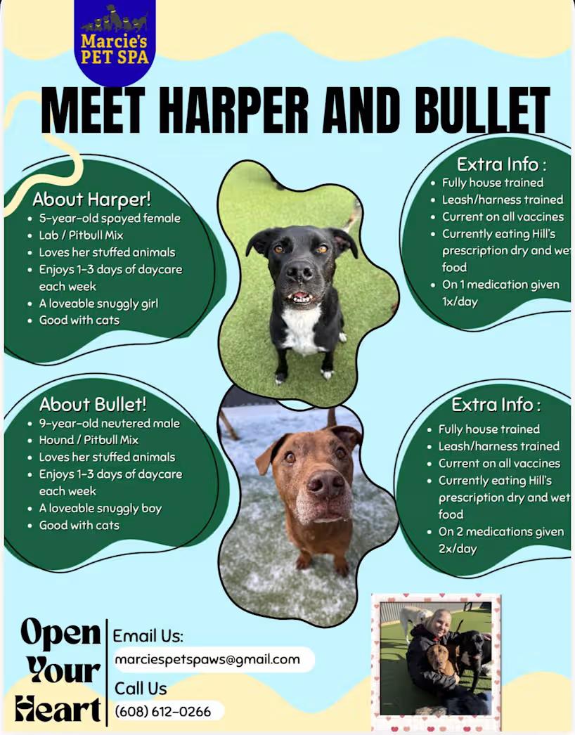 Enlarge Harper & Bullet (COURTESY POST) , a ADOPTABLE mixed breed in Sparta, WI image 1/3