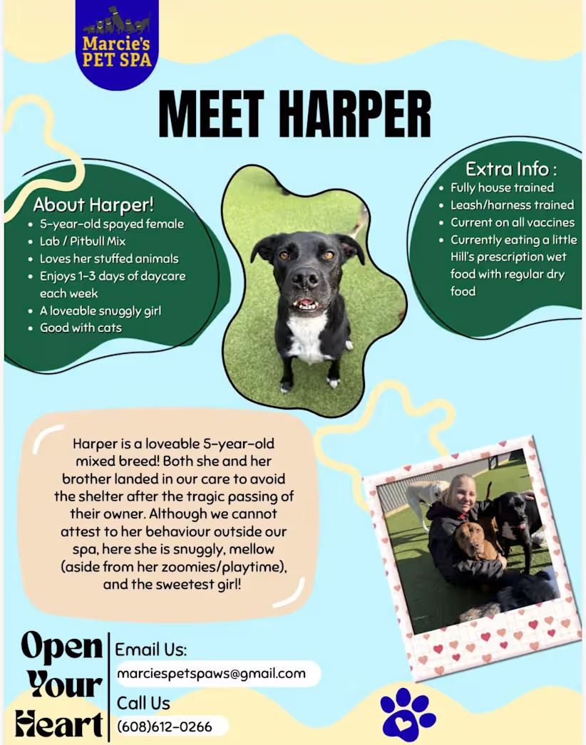 Enlarge Harper & Bullet (COURTESY POST) , a ADOPTABLE mixed breed in Sparta, WI image 3/3