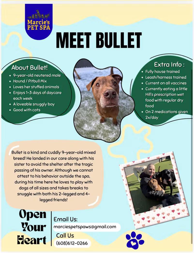 Enlarge Harper & Bullet (COURTESY POST) , a ADOPTABLE mixed breed in Sparta, WI image 2/3