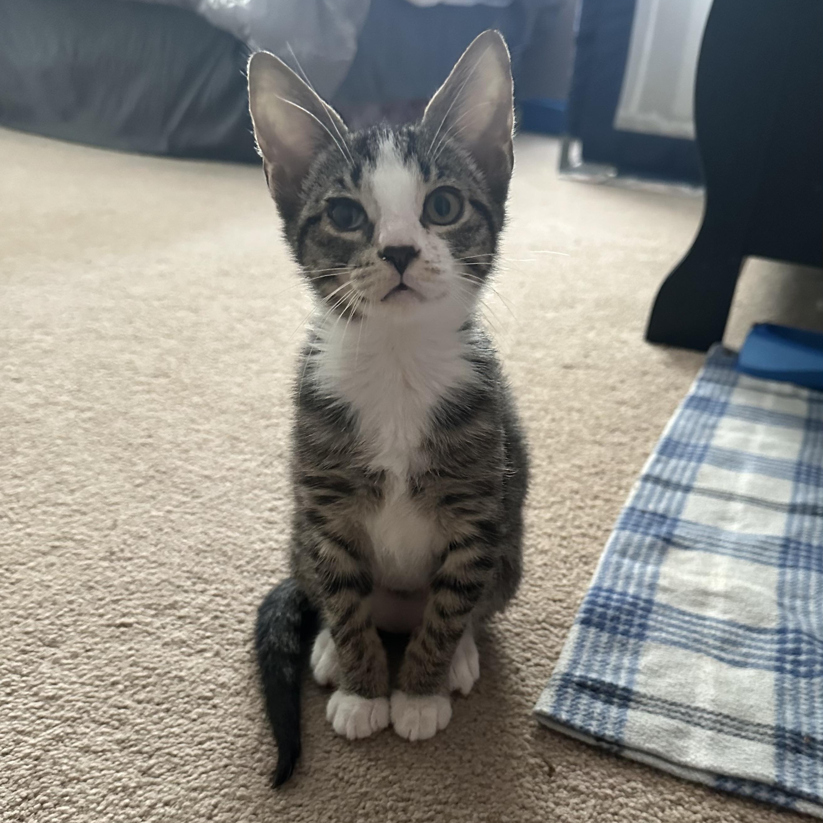 Leni