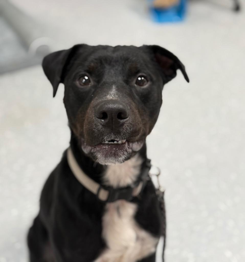 Cookie Monster, ADOPTABLE, Young Male Boxer & Black Labrador Retriever.