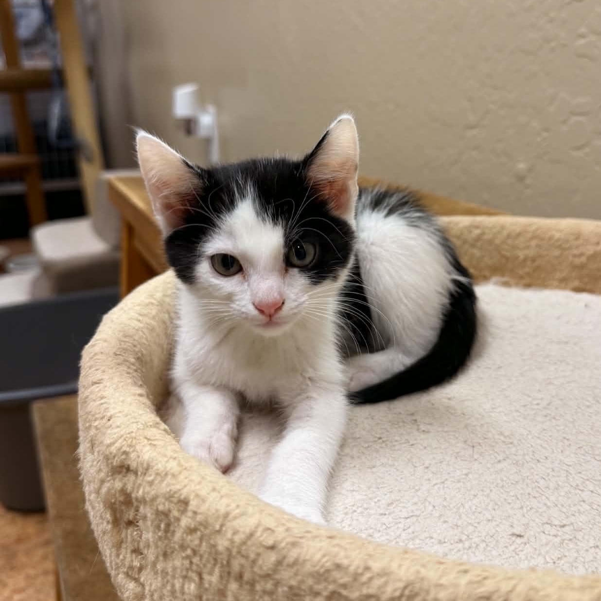 Poppy, Adoptable, Kitten Female Domestic Short Hair.