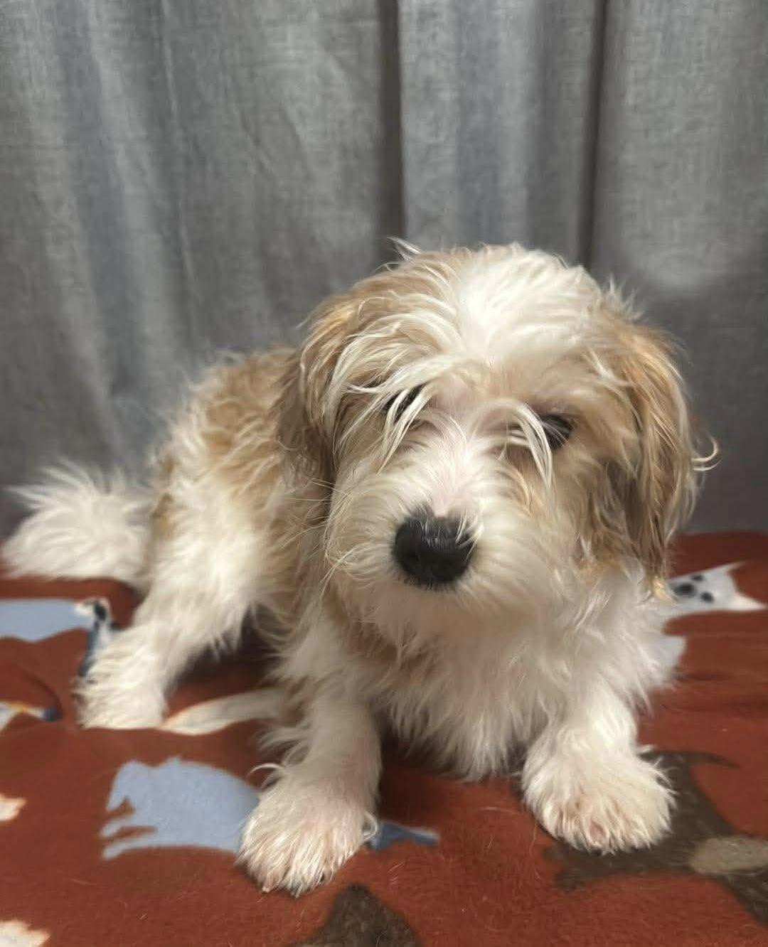 Enlarge Julep, an adopted mixed breed in Decorah, IA image 1/1