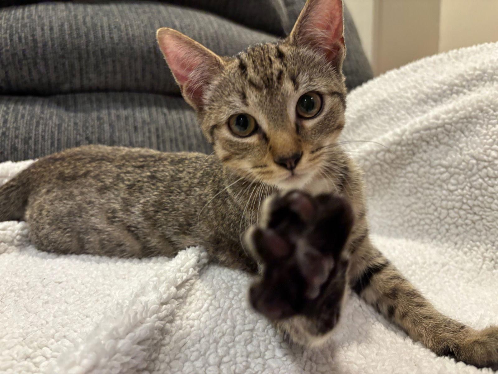 Salad, Adopted, Kitten Male Domestic Short Hair.