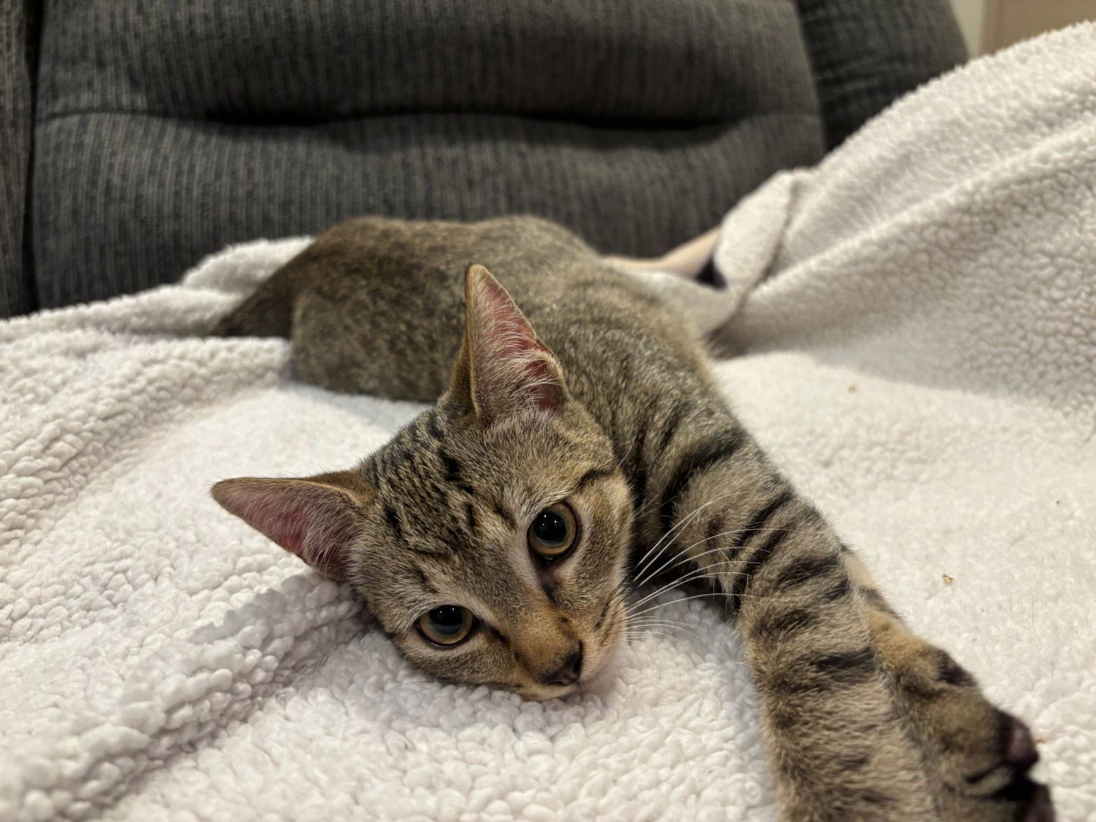 Enlarge Salad, a Adopted Domestic Short Hair in Stewartsville, NJ image 2/3