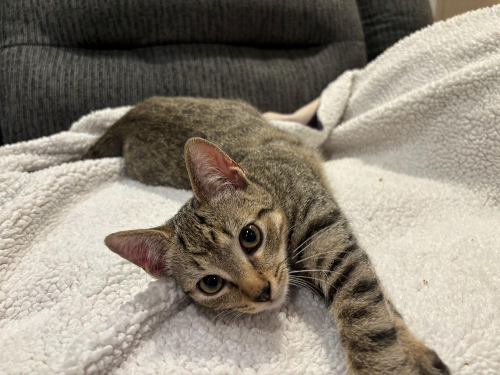 Enlarge Salad, a Adopted Domestic Short Hair in Stewartsville, NJ image 3/3