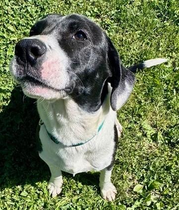 Enlarge Buck-Available! www.lhar.dog to apply! , a ADOPTABLE mixed breed in Frederick, MD image 5/6