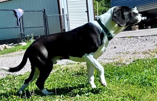 Enlarge Buck-Available! www.lhar.dog to apply! , a ADOPTABLE mixed breed in Frederick, MD image 4/6