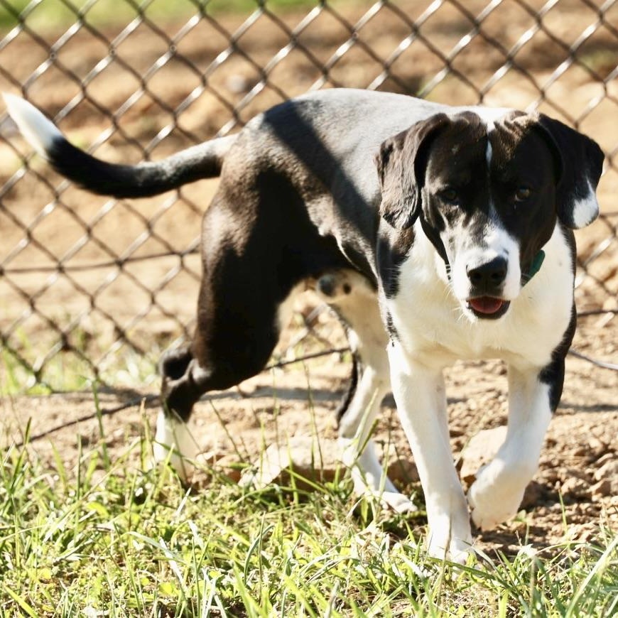 Buck-Available @Petsmart 5/17! www.lhar.dog to apply! , a ADOPTABLE mixed breed in Frederick, MD image 3/6