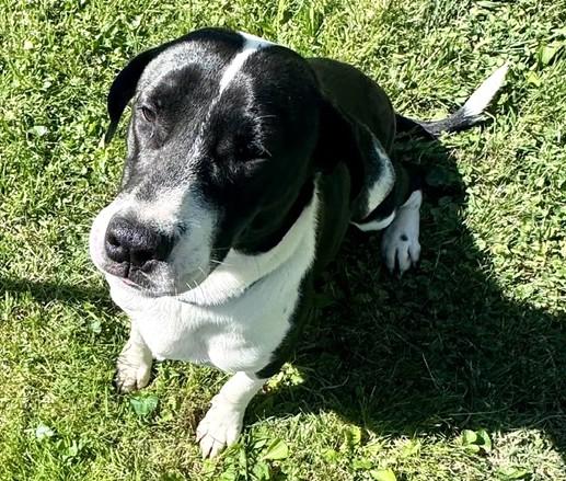 Enlarge Buck-Available! www.lhar.dog to apply! , a ADOPTABLE mixed breed in Frederick, MD image 2/6