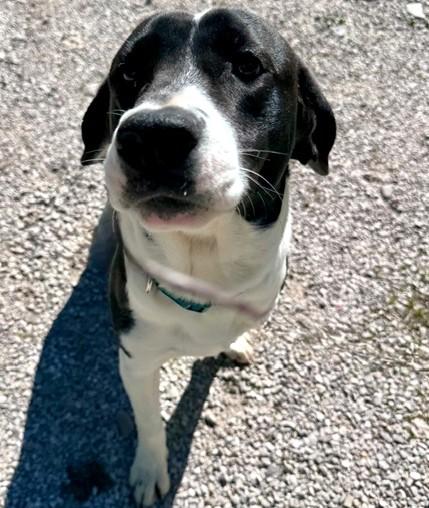 Enlarge Buck-Available! www.lhar.dog to apply! , a ADOPTABLE mixed breed in Frederick, MD image 3/6