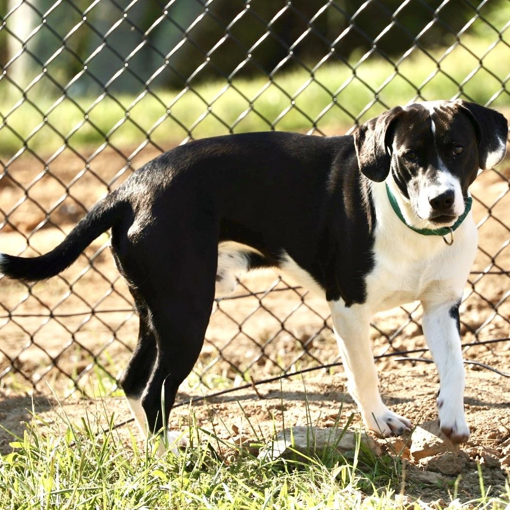 Buck-Available @Petsmart 5/17! www.lhar.dog to apply! , a ADOPTABLE mixed breed in Frederick, MD image 2/6